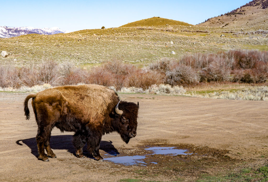 Bob the Bison