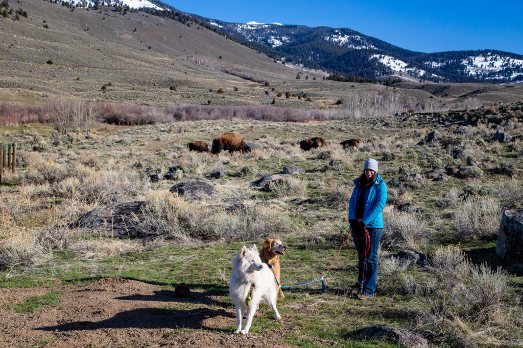 Yellowstone Bison and Dogs