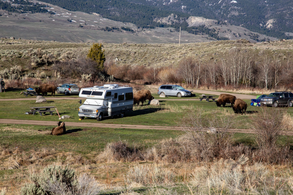 Bison in Camp