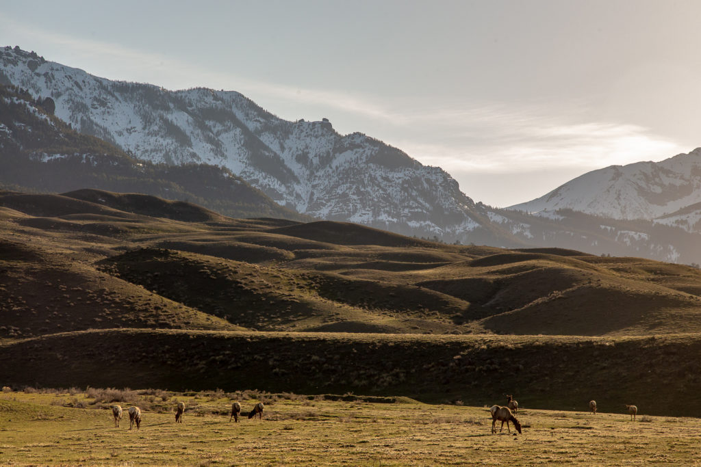 Yellowstone Elk