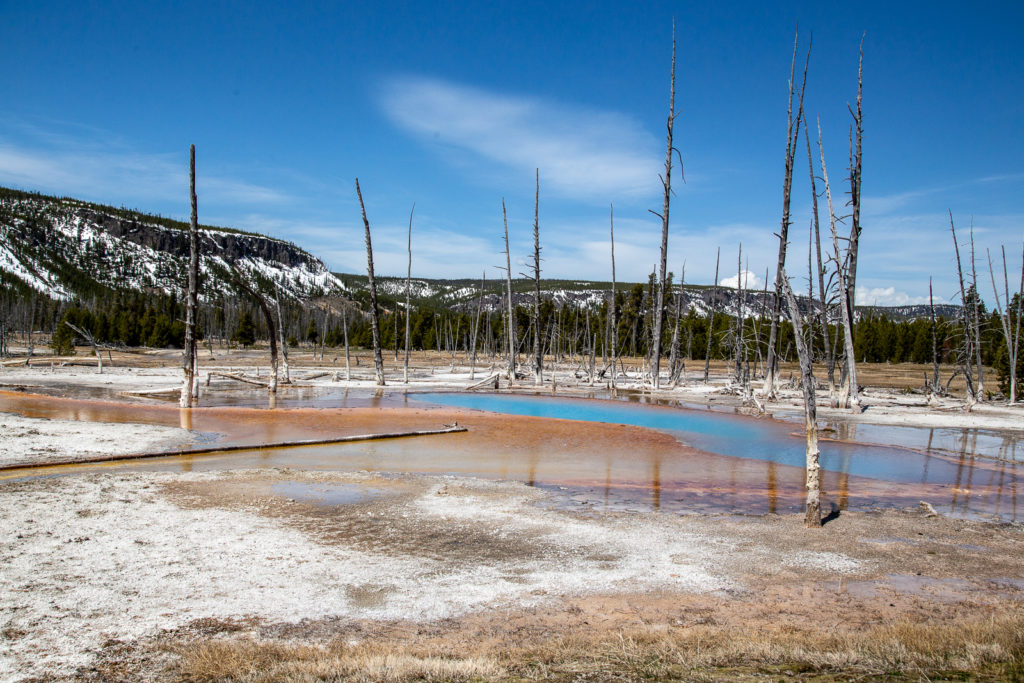 Calcified Hot Spring forest