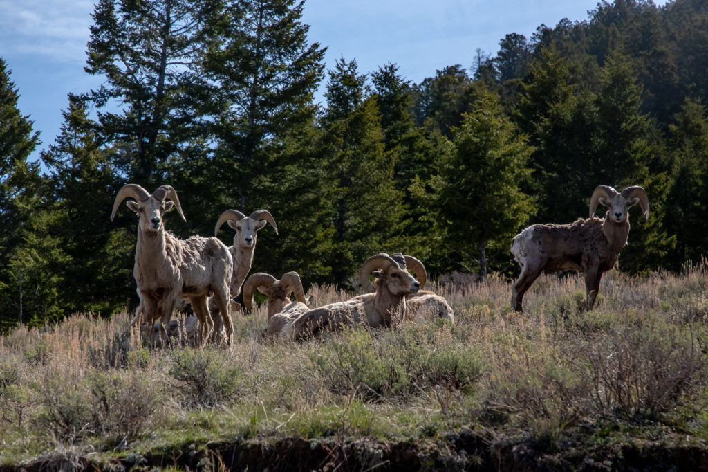 Mountain Goats