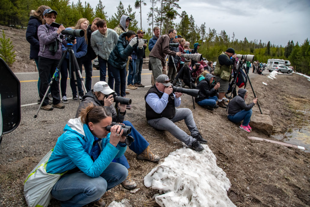 Yellowstone onlookers during a Bear Jam