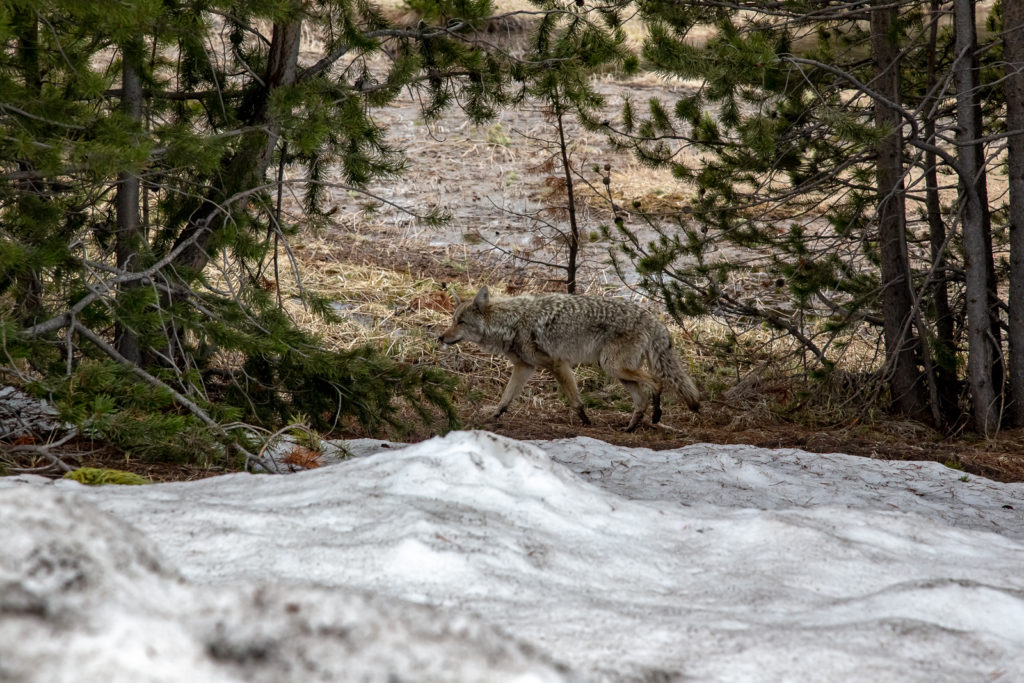 Coyote in Yellowstone National Park