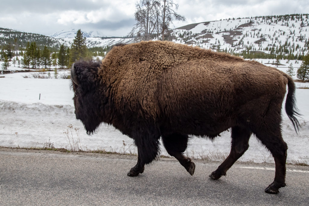 Bison next to car in Yellowstone