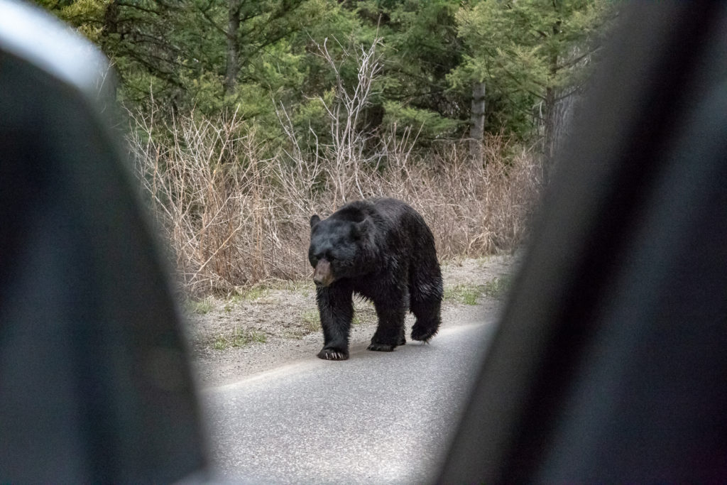 Black Bear approaching Truck