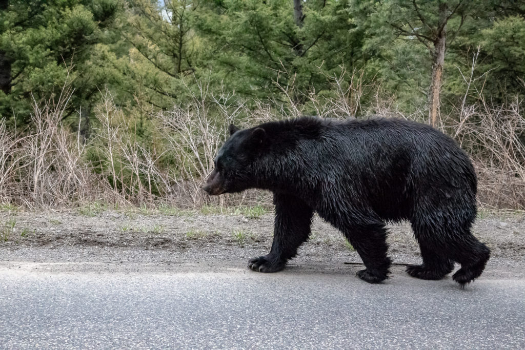 Black Bear in Yellowstone