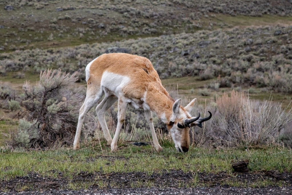 Pronghorn Antelope