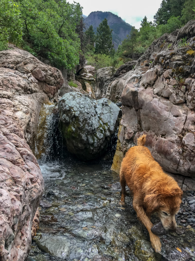 Golden Retriever on the Baby Baths trail in Ouray Colorado.