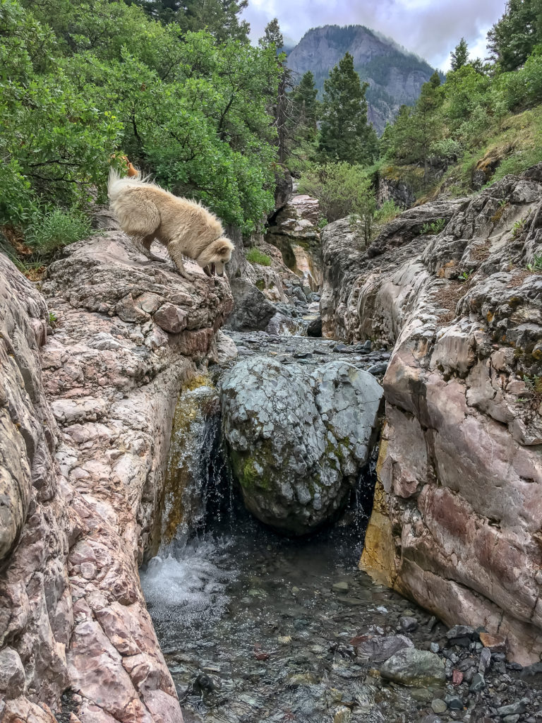 Samoyed in Baby baths in Ouray colorado.