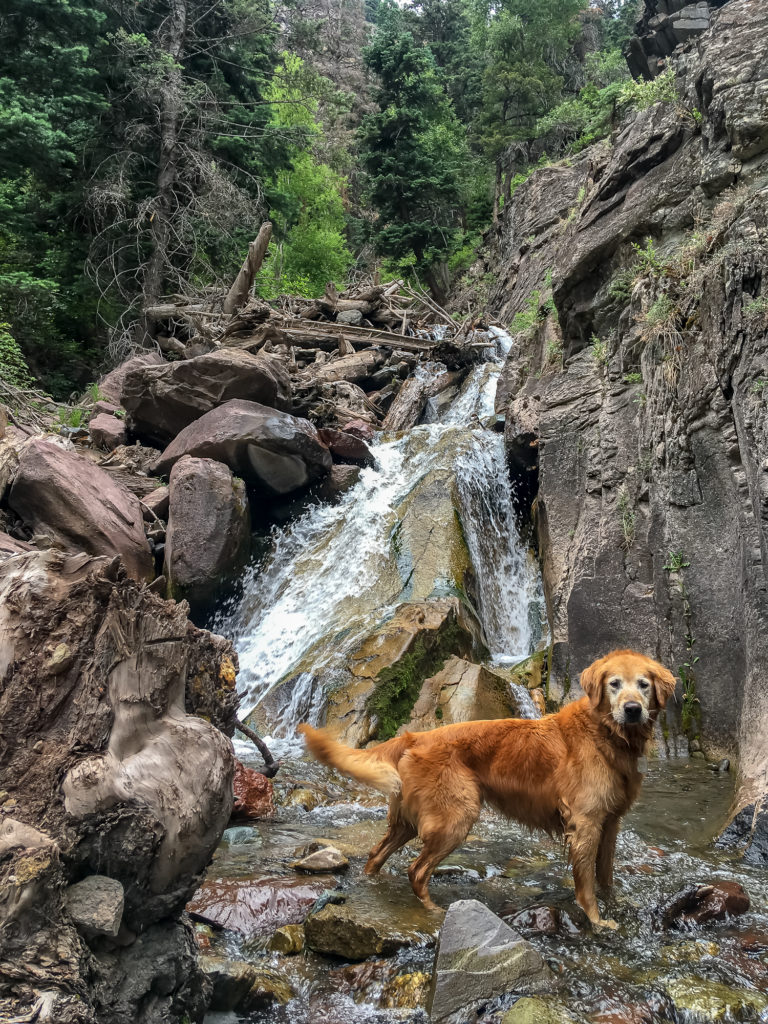 Golden Retriever on the Perimeter trail in Ouray, Colorado.