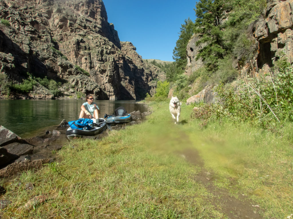 SUP paddling with dogs in Gunnison, Colorado.